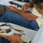 Documentário "A Saúde está entre nós"