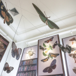 Exposição Insetos Ilustrados, na Seção de Obras Raras da Biblioteca de Manguinhos