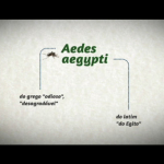 VideoSaúde - Programa Especial Aula 1 sobre Dengue